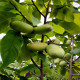 Саженцы Азимины в Хабаровске — лучшие сорта!