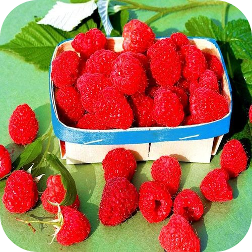 Саженцы Малины "Алтайская вкусная" > фото, описание
