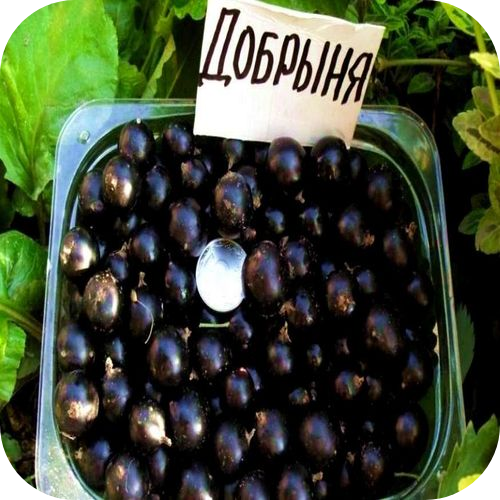 Смородина чёрная "Добрыня" 